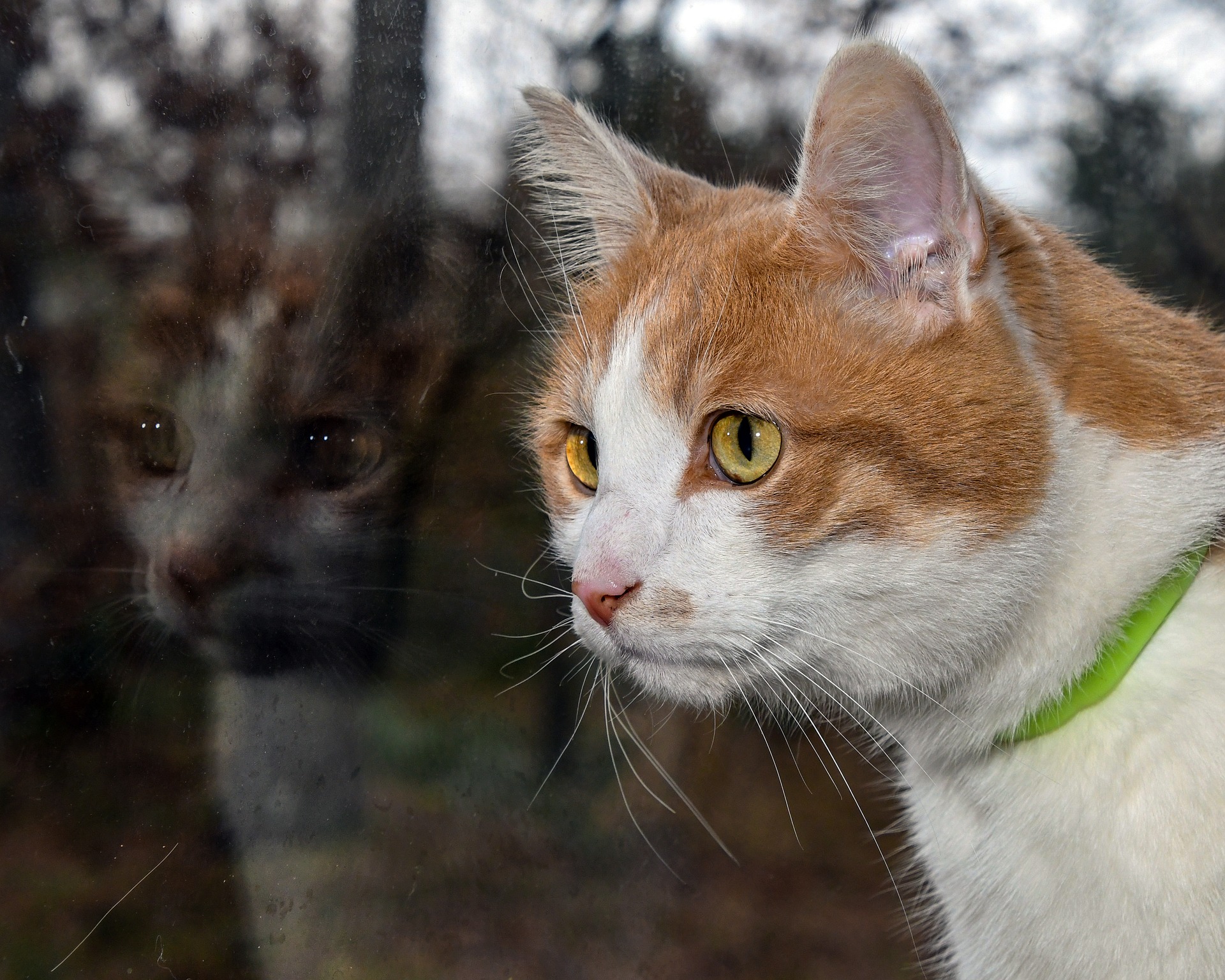 cat reflection